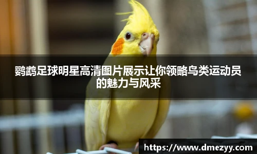 鹦鹉足球明星高清图片展示让你领略鸟类运动员的魅力与风采
